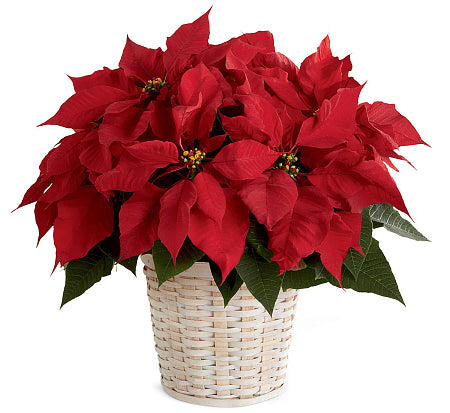 FTD Red Poinsettia Planter